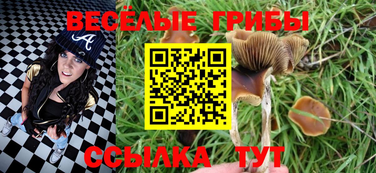 Галлюциногенные грибы Psilocybe Светлоград